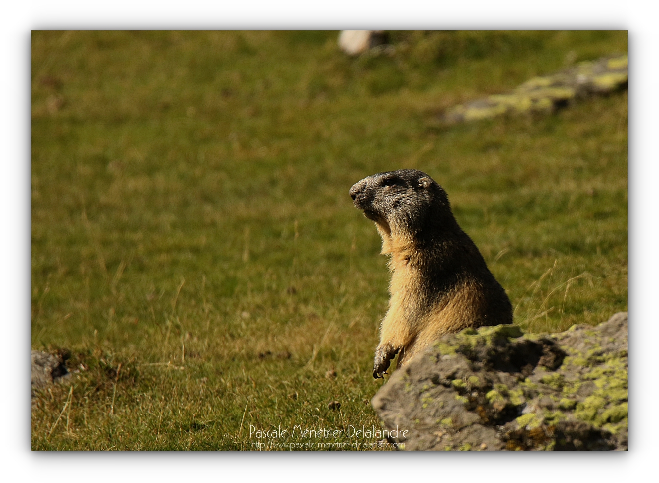 Marmottes des Alpes dans les Pyrénées.