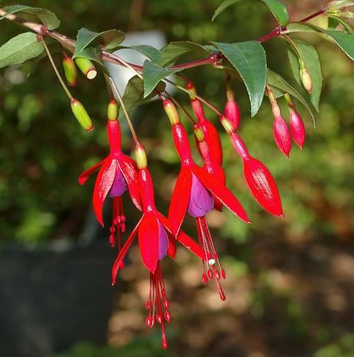 Fleurs cultivées : Fuchsias