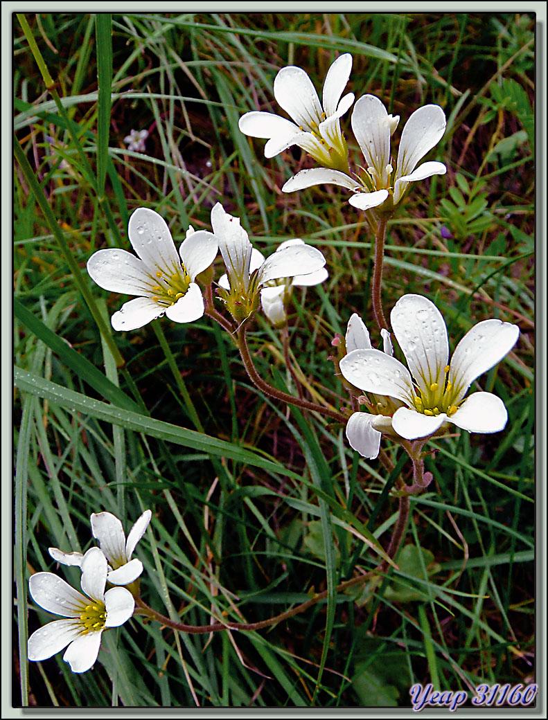 Saxifrage granuleux (Saxifraga granulata) - Vercors - 38  (Flore)