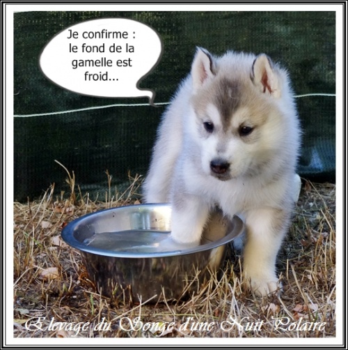 Chiot Husky Femelle 2 (34j)