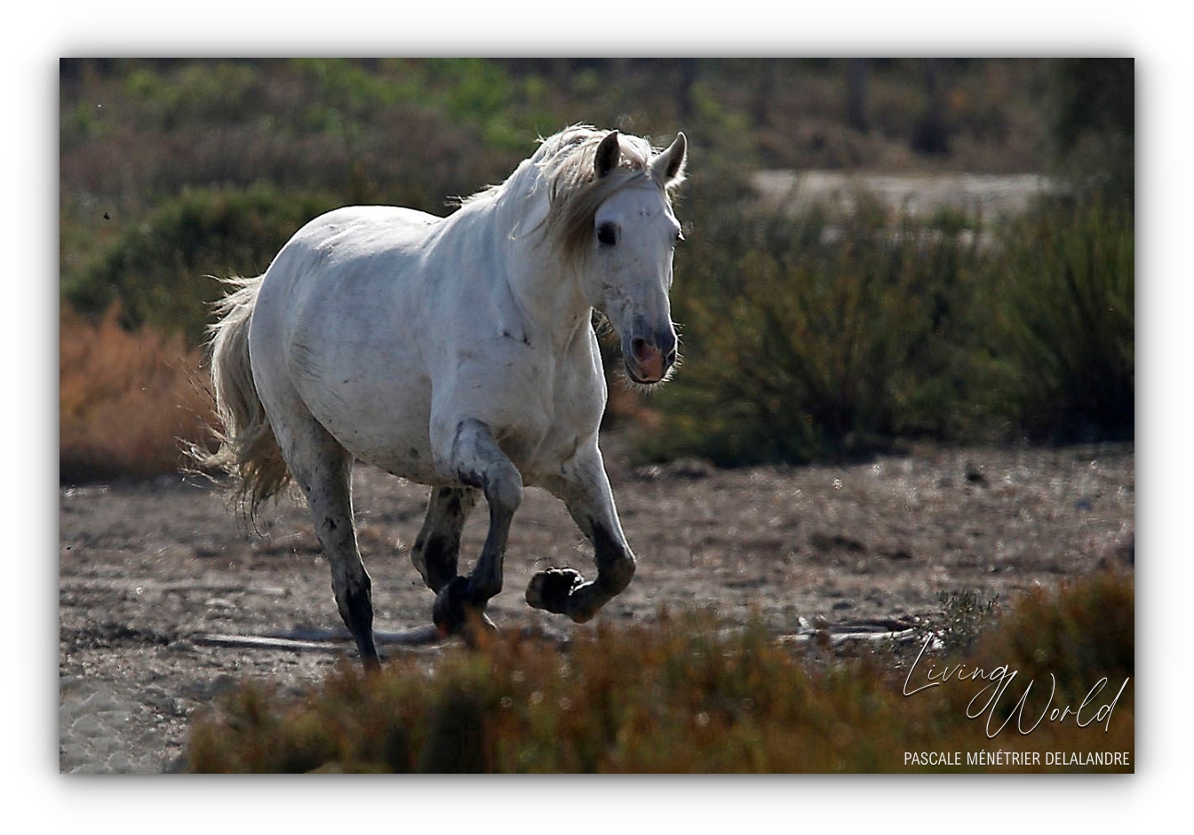 Pure race Espagnole