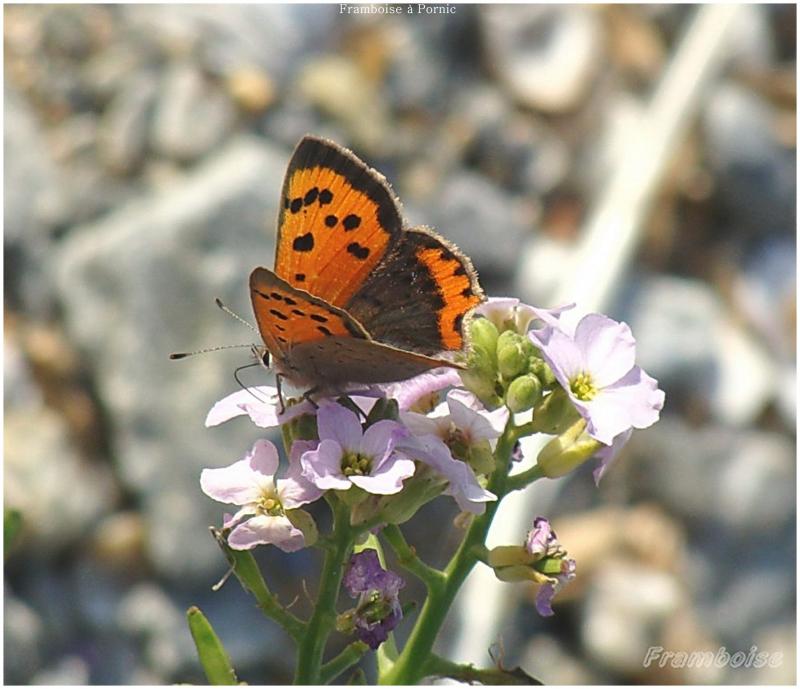 Papillons le cuivré