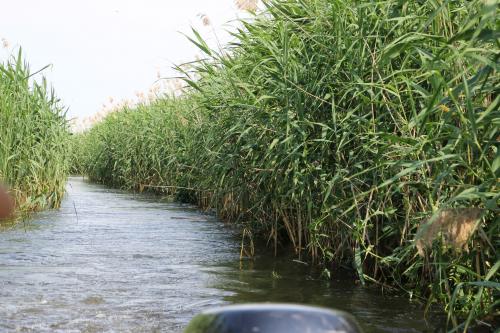 Dans le delta du Danube 2