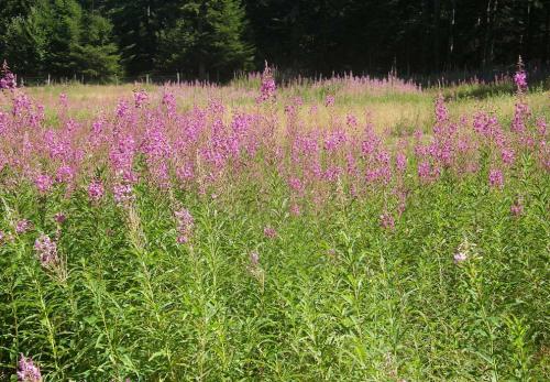 Fleurs cultivées : Epilobe