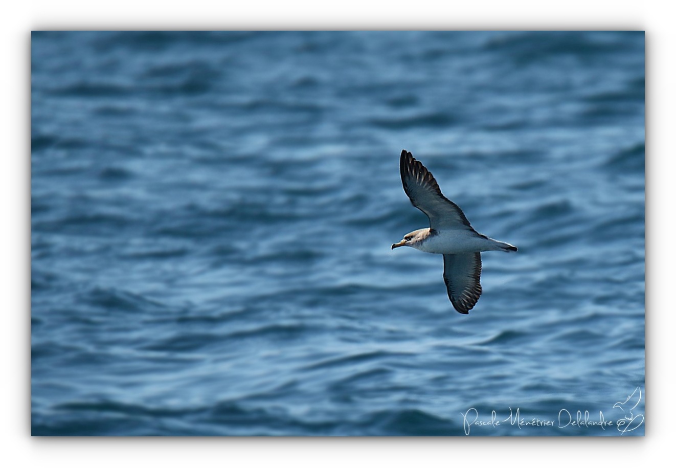 En mer, de belles rencontres...