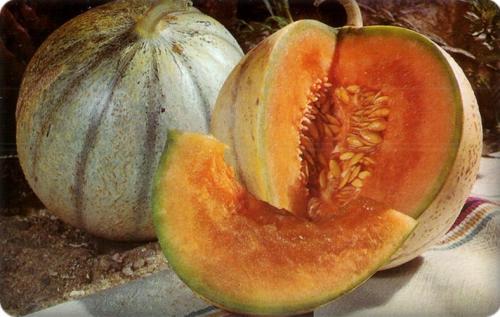 Origine du melon ...