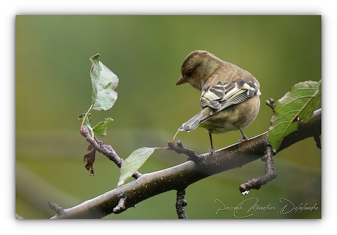 Bien à sa place... dans les arbres.