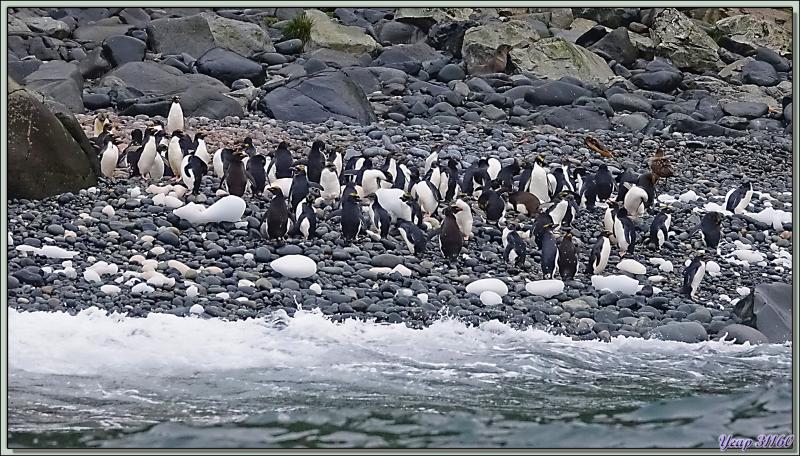 Et les petites merveilles des lieux : les Gorfous dorés, Macaroni Penguin (Eudyptes chrysolophus) - Cooper Bay - Géorgie du Sud