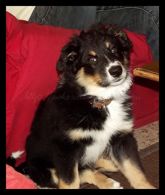 Tranches de vie d'un Australian Shepherd