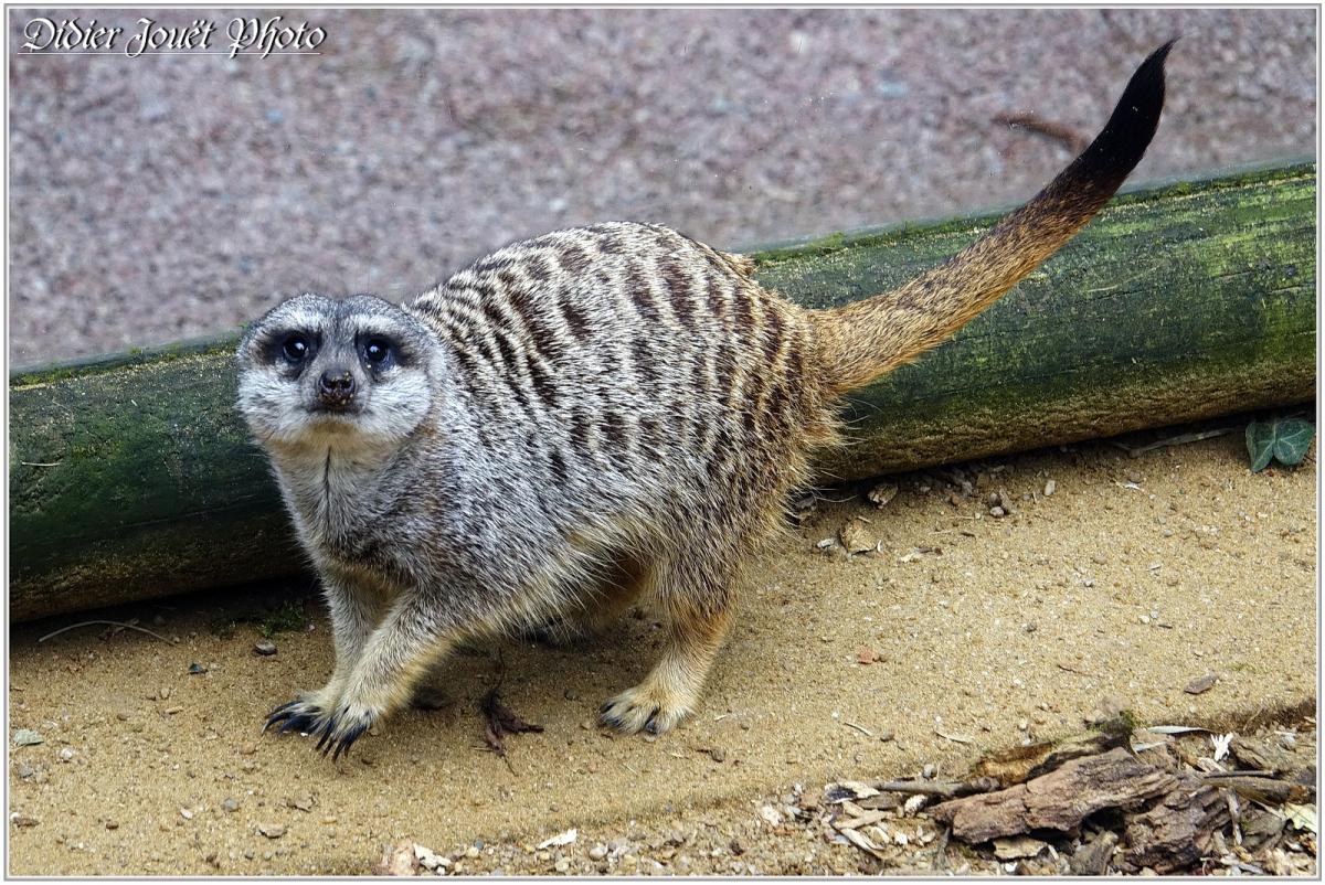 Suricate (1) - Suricata suricatta