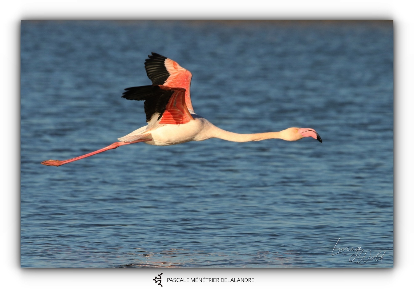 Le Flamant rose 