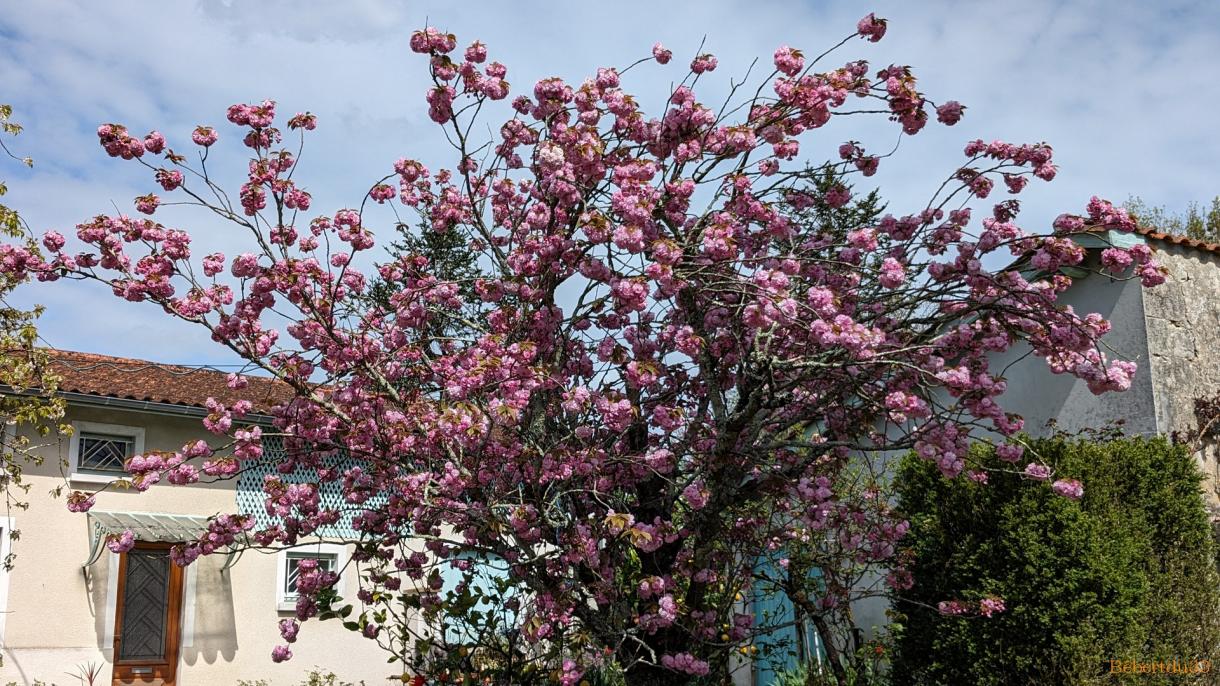 à la maison en Avril 