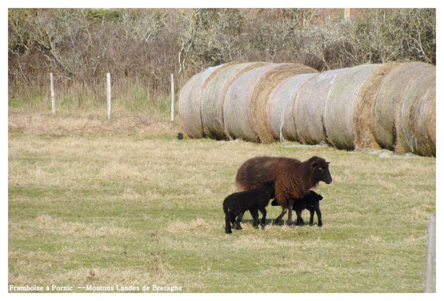 Moutons Noirs Landes de Bretagne 