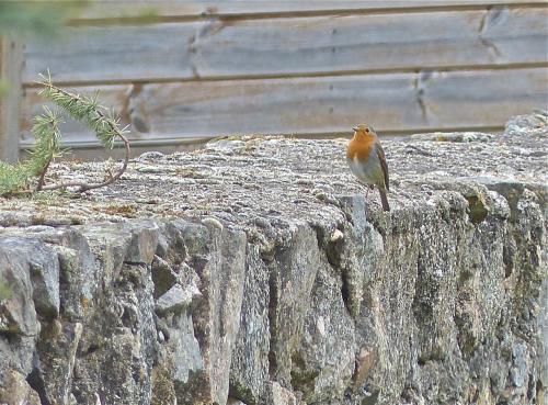 Rouge-gorge :