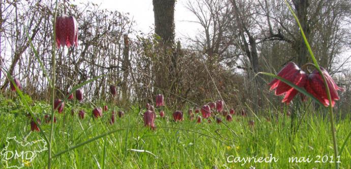 Fritillaria meleagris - fritillaire pintade