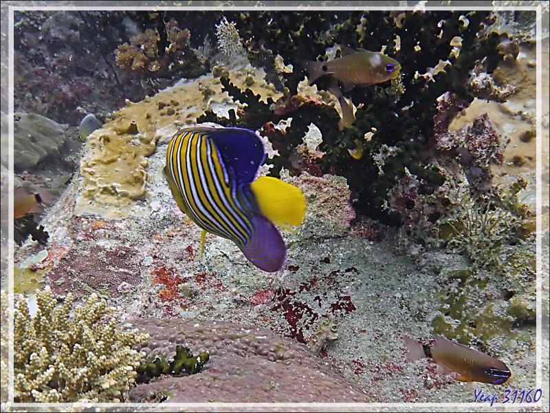 Le corail Tubastrée verte, les Demoiselles régal (Neopomacentrus cyanomos), Poisson-ange royal, Apogons à stries oranges etc. et beaucoup de matières en suspension - Beangovo - Nosy Mitsio, Madagascar
