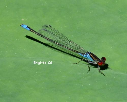 Les jardins d'eau de Carsac-Aillac : la faune...