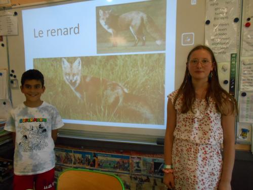 Exposé sur le renard