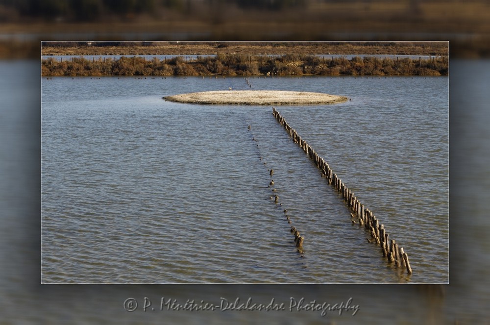 Site naturel protégé "Les Salines"...