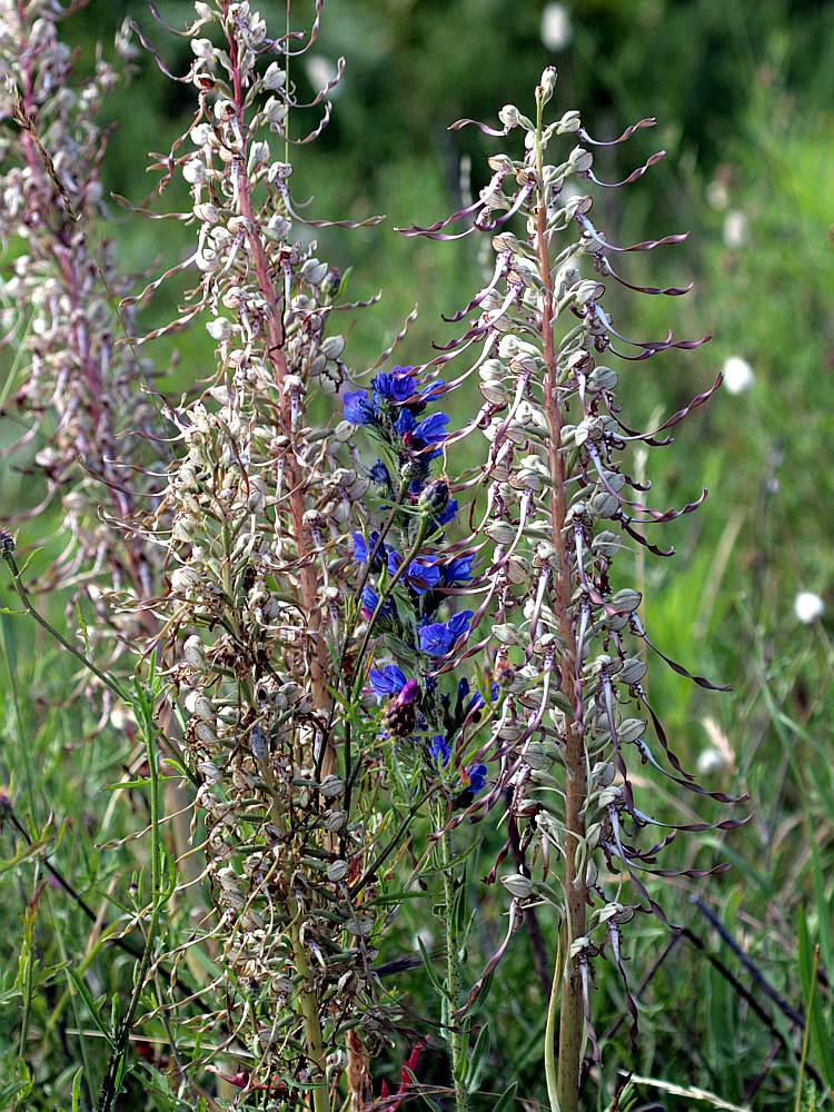 Orchis bouc (Himantoglossum hircinum) - Saint-Marie-de-Ré - Ile de Ré - 17   posté le lundi 17 novembre 2008