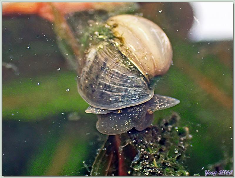 Limnée commune, Limnée ovale, Wandering snail (Radix balthica) - Lartigau - Milhas - 31