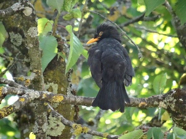 Seulement quelques espèces d'oiseaux ont visité mon jardin cet hiver...