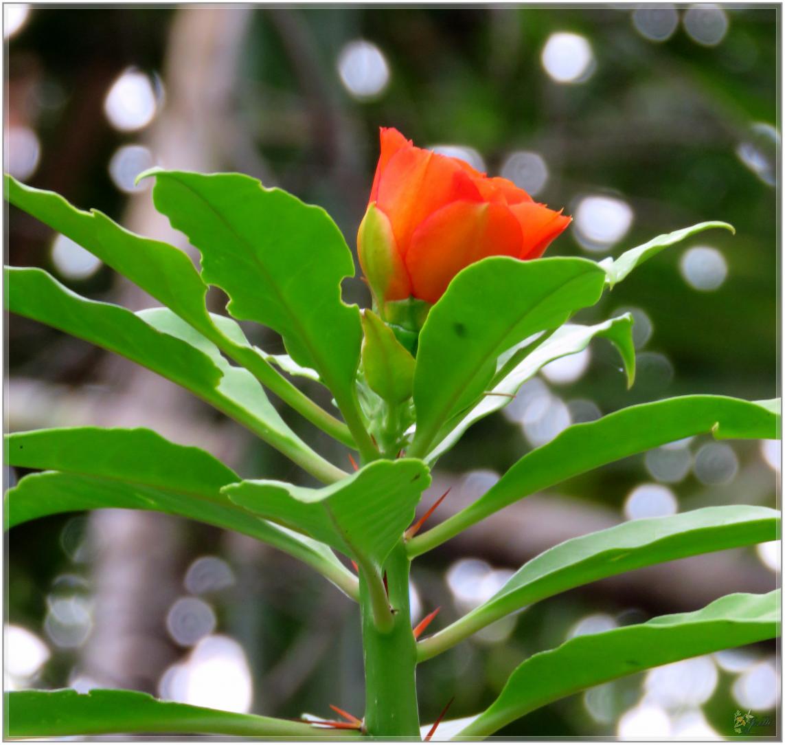 FLEURS  VENUS  D'AILLEURS 