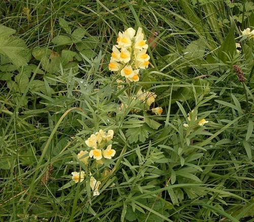 Fleurs cultivées : Linaires