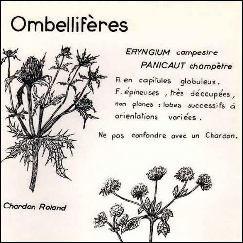 Fleurs cultivées : Panicaut