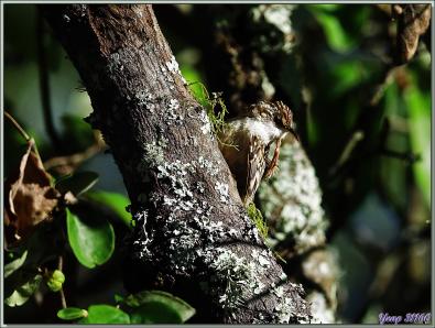 Grimpereau des jardins, Short-toed Treecreepe (Certhia brachydactyla) - Lartigau - Milhas - 31