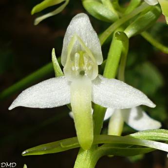 Platanthera bifolia  -  orchis à deux feuilles