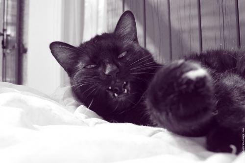 Le Chat Noir - Fin
