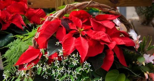 Fleurs cultivées : Poinsettia
