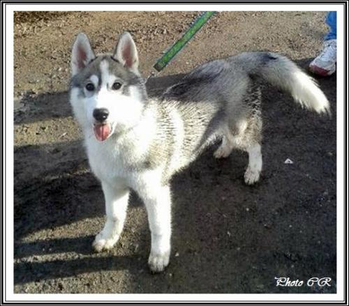 Iska (3,5 mois)