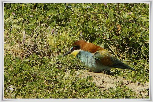 Guêpier d'Europe - Merops apiaster - European Bee-eater