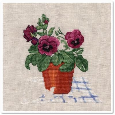Pansy Pot 6