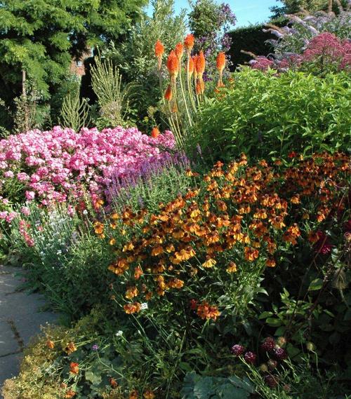 Fleurs cultivées : Hélénie