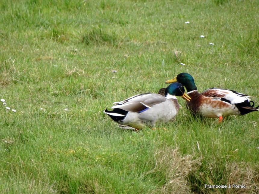 Virée dans le marais breton - Mars 2022