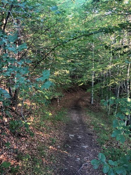 Bois Le Prêtre (Montclar)