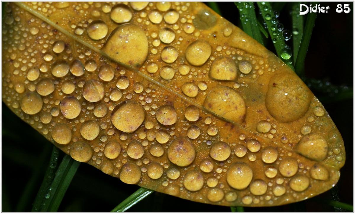 Goutte d'eau (1)