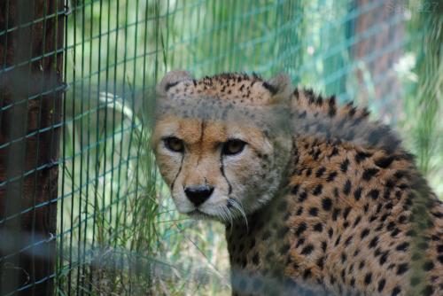 (6) Le guépard du Nord.