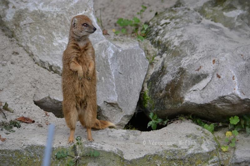 Ménagerie du jardin des Plantes : Mangouste jaune ou Mangouste fauve
