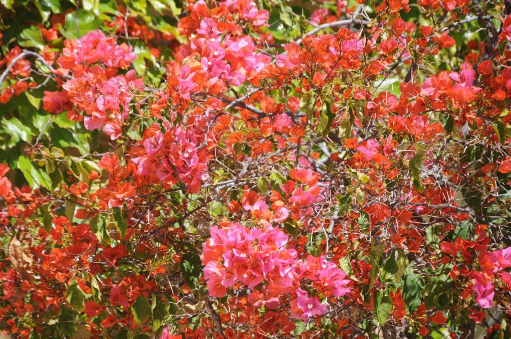 Les quelques fleurs rencontrées sur l'île de Porquerolles !