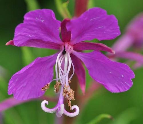 Fleurs cultivées : Epilobe