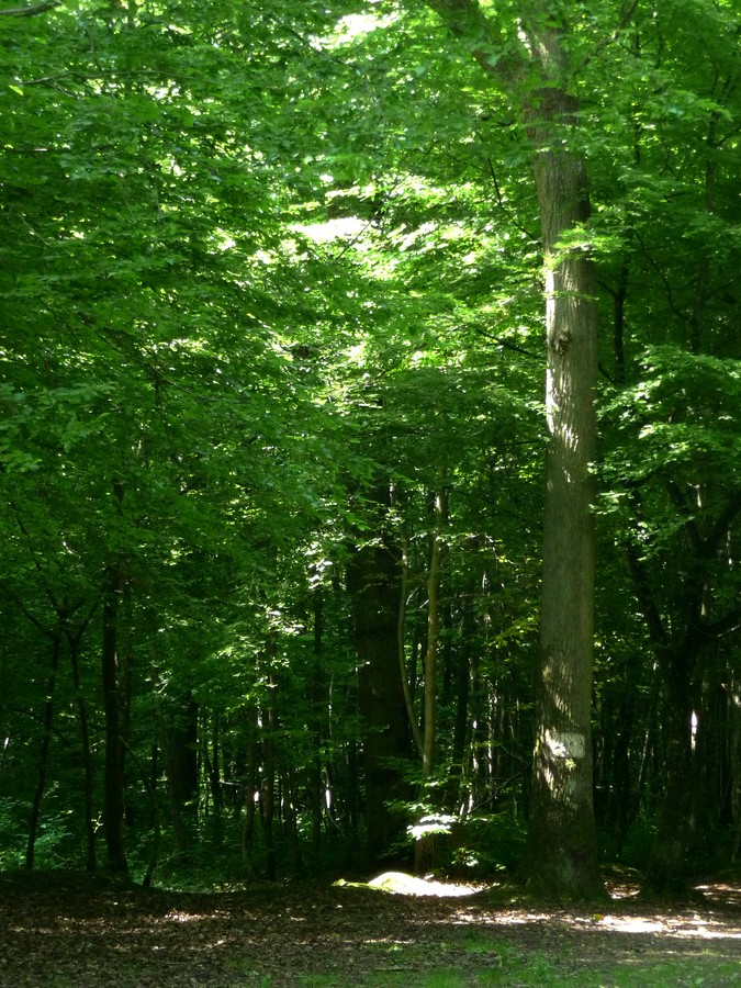 A l'ombre de la Forêt Domaniale de Creuse