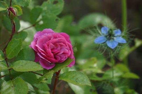 Le charme des premières roses