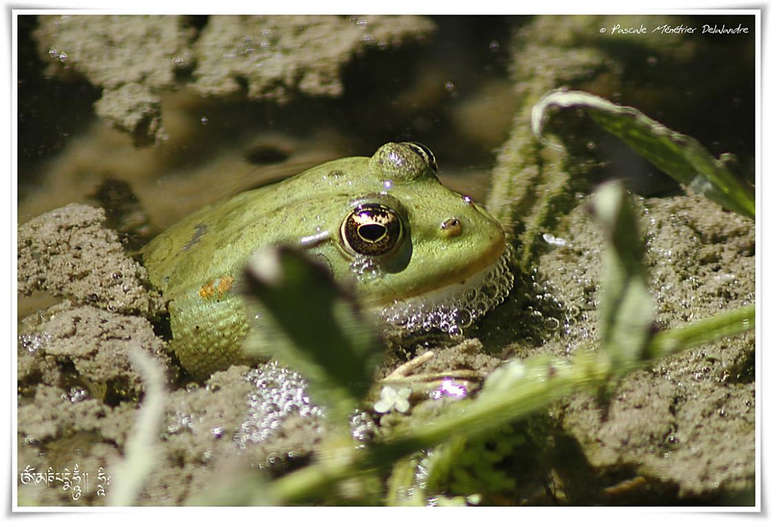 Grenouilles Pelophylax sp.