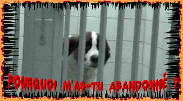 LA COMPLAINTE DU CHIEN
