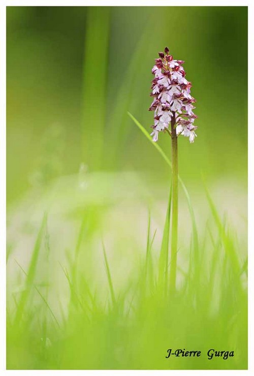 Jean-Pierre Gurga vous offre encore quelques images printanières rafraîchissantes...