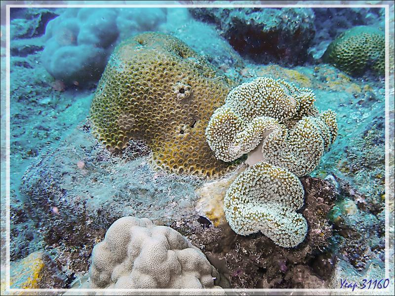 Sarcophyton, Alcyonaire pédonculé ou champignon, Corail cuir, Mushroom leather coral (Sarcophyton sp.) - Antsoha (Rocher 4ème Frère) - Tsarabanjina - Mitsio - Madagascar